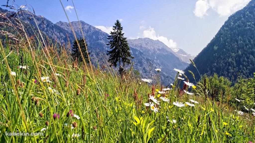 緑の草原 夏山の壁紙(1024px x 576px) 高画質 PC・デスクトップ用