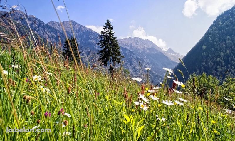 緑の草原 夏山の壁紙(800px x 480px) 高画質 PC・デスクトップ用