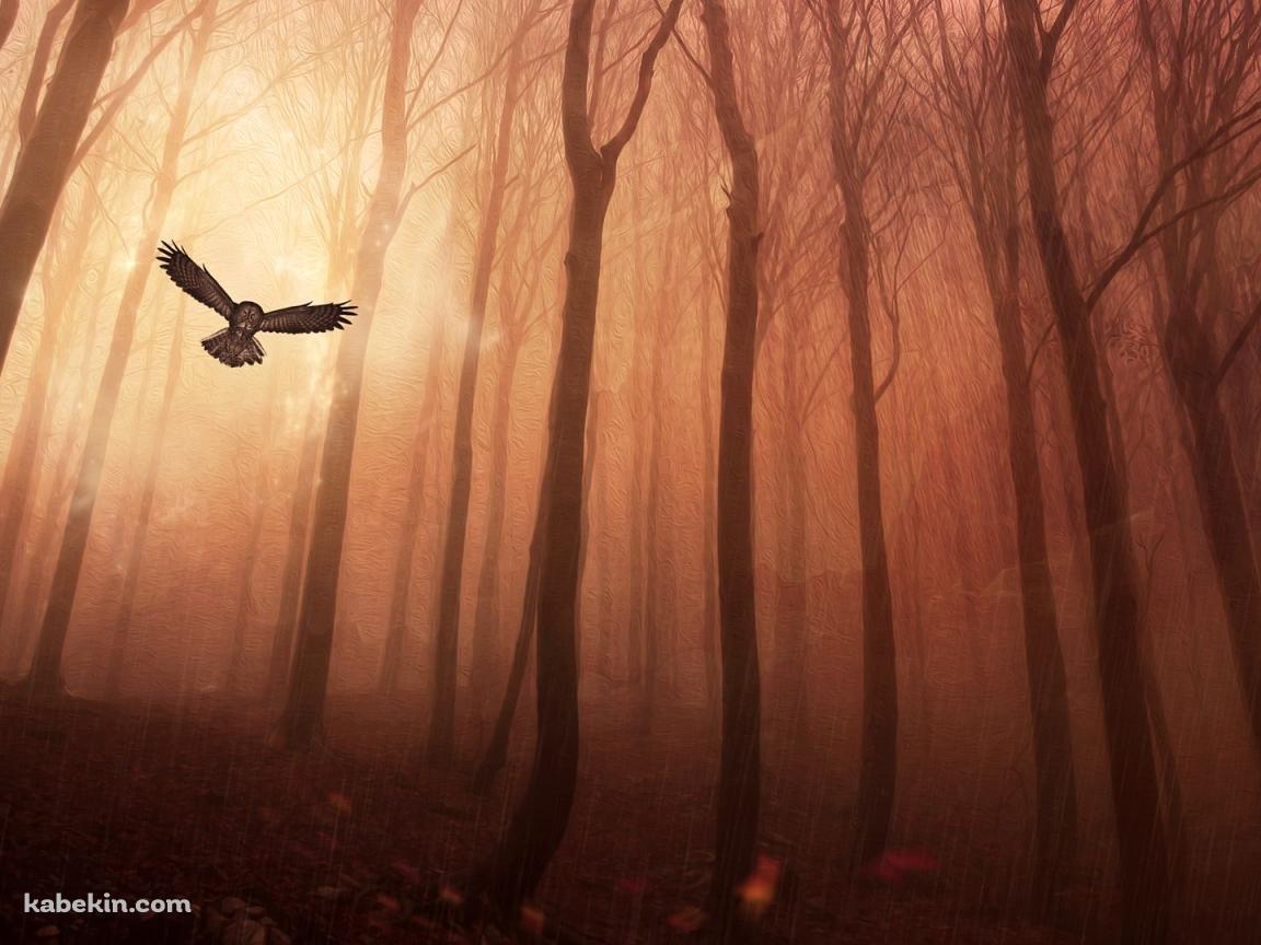 飛翔するフクロウの壁紙(1152px x 864px) 高画質 PC・デスクトップ用