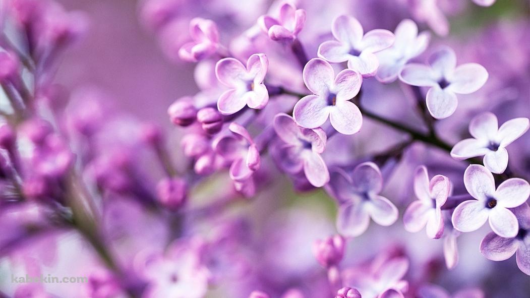 春の紫の花の壁紙(1051px x 591px) 高画質 PC・デスクトップ用