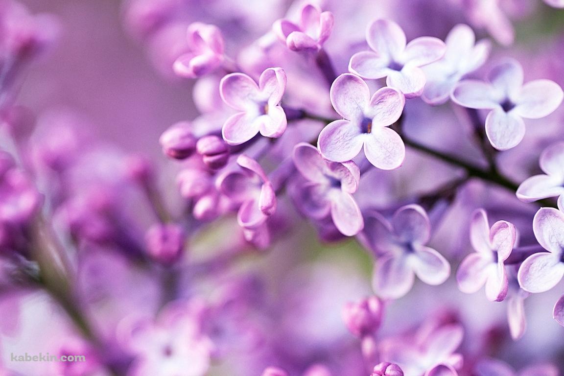 春の紫の花の壁紙(1152px x 768px) 高画質 PC・デスクトップ用