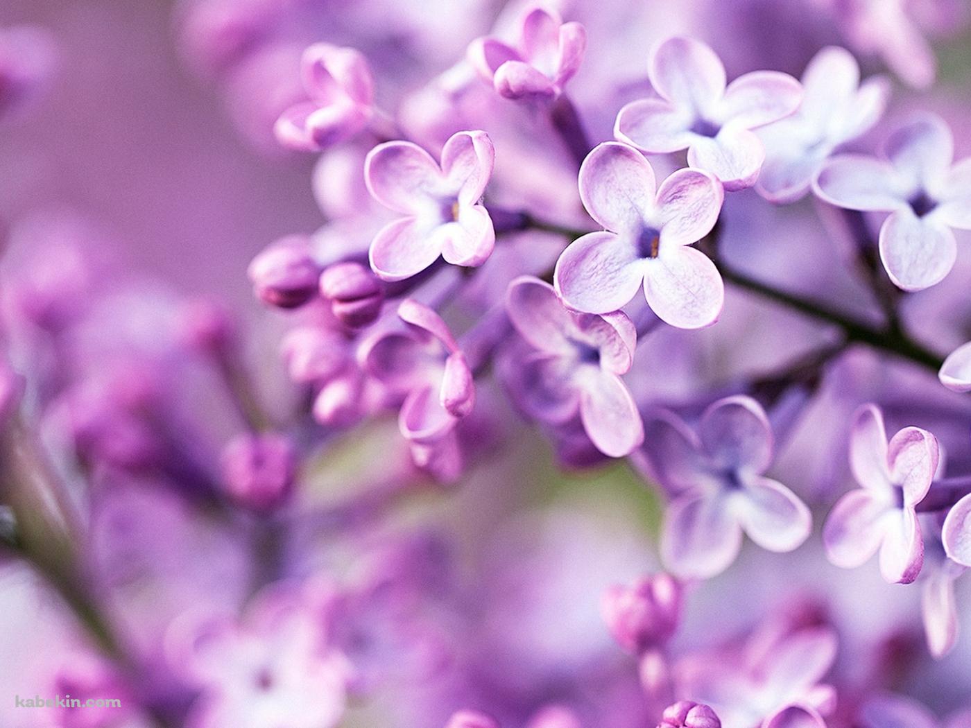 春の紫の花の壁紙(1400px x 1050px) 高画質 PC・デスクトップ用