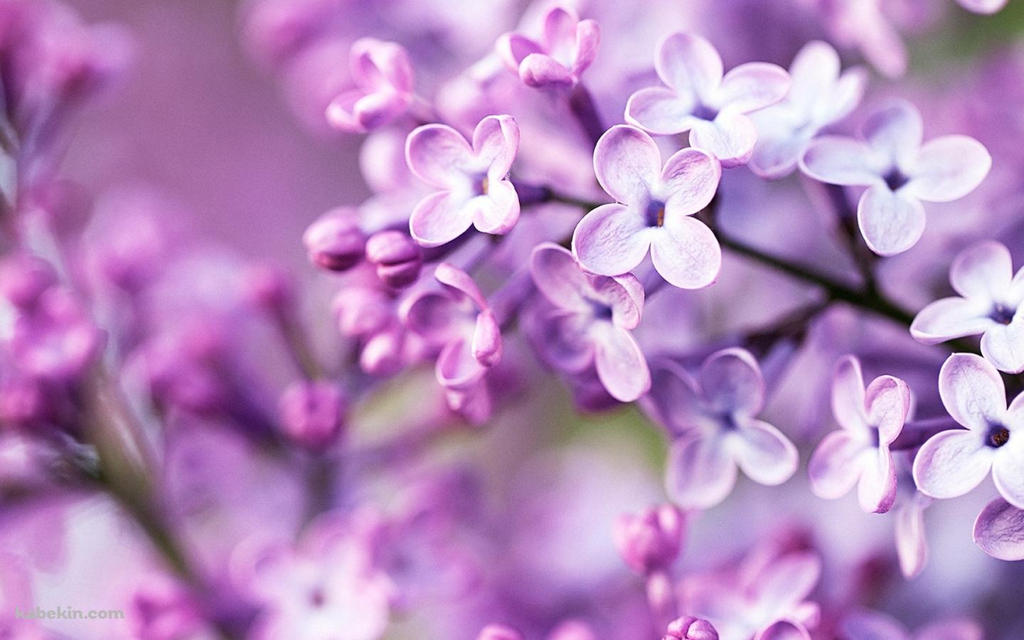 春の紫の花の壁紙(1440px x 900px) 高画質 PC・デスクトップ用