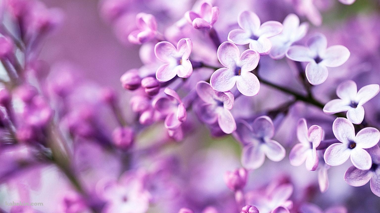 春の紫の花の壁紙(1536px x 864px) 高画質 PC・デスクトップ用