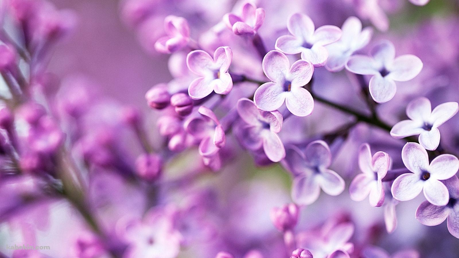 春の紫の花の壁紙(1600px x 900px) 高画質 PC・デスクトップ用