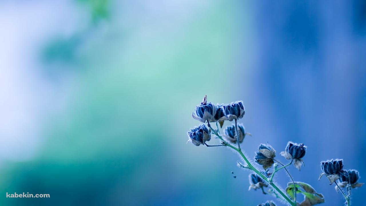 めずらしい花の壁紙(1280px x 720px) 高画質 PC・デスクトップ用