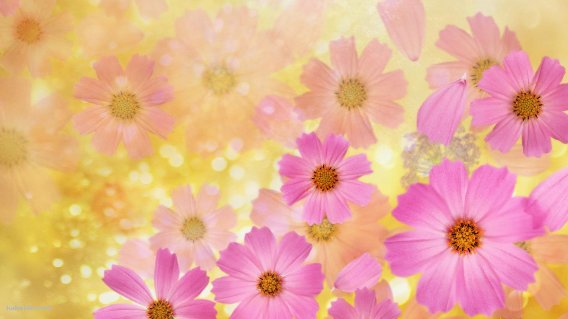 ピンクの花びらの壁紙(1920px x 1080px) 高画質 PC・デスクトップ用