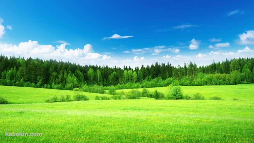 緑の草原と青い空の壁紙(1051px x 591px) 高画質 PC・デスクトップ用