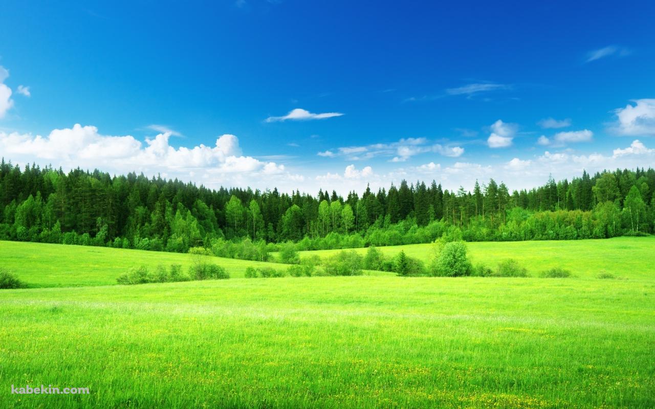 緑の草原と青い空の壁紙(1280px x 800px) 高画質 PC・デスクトップ用