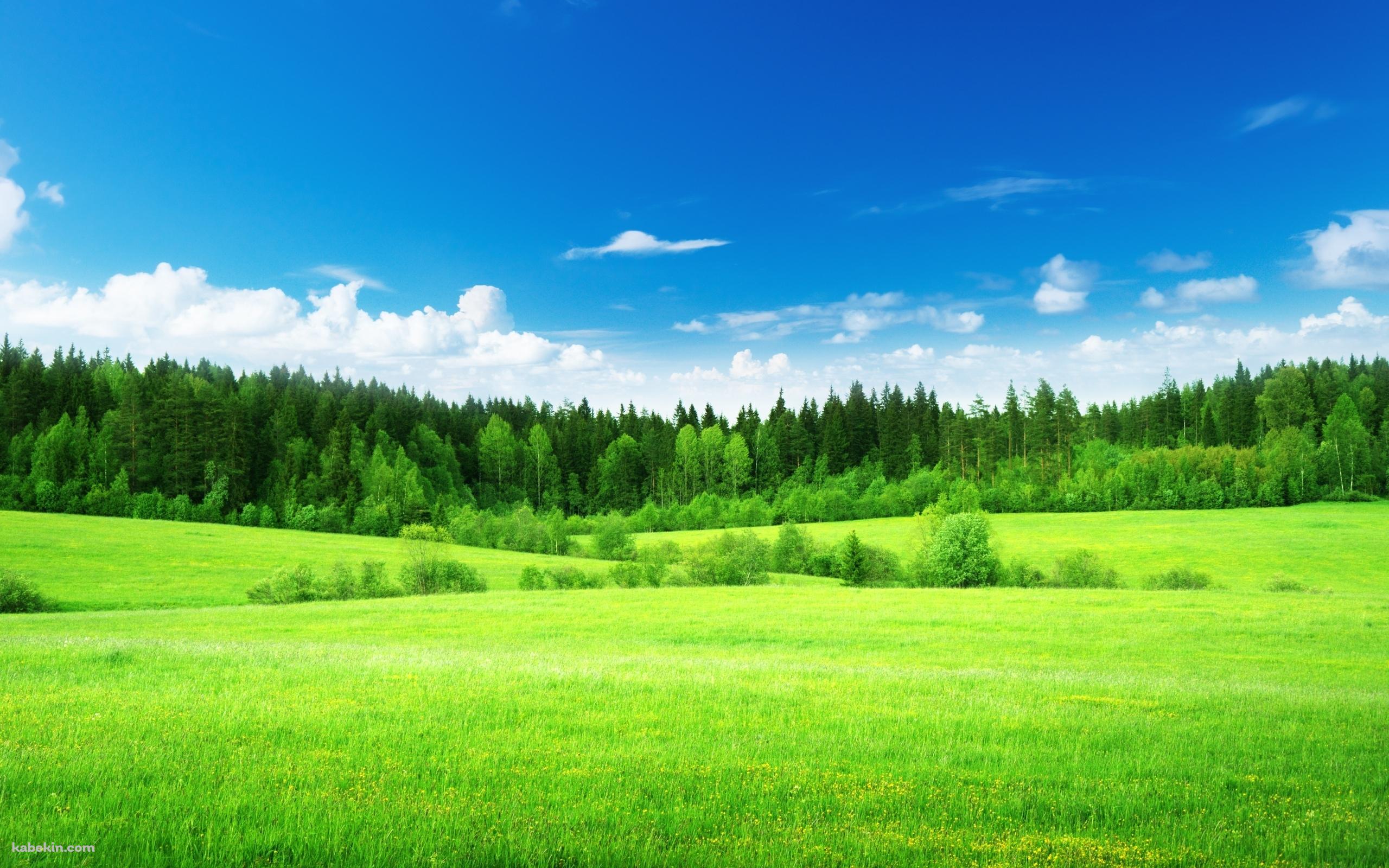 緑の草原と青い空の壁紙(2560px x 1600px) 高画質 PC・デスクトップ用