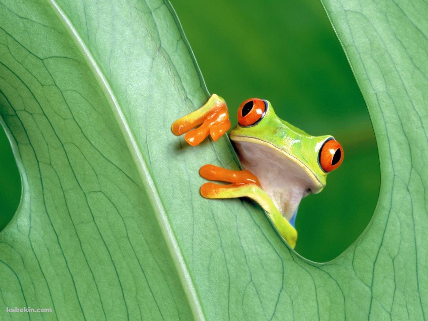 アマガエルの壁紙(1440px x 1080px) 高画質 PC・デスクトップ用