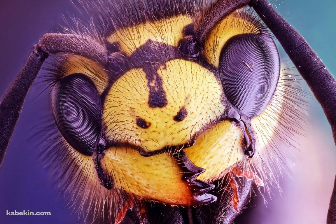 スズメバチの顔のアップの壁紙(1152px x 768px) 高画質 PC・デスクトップ用