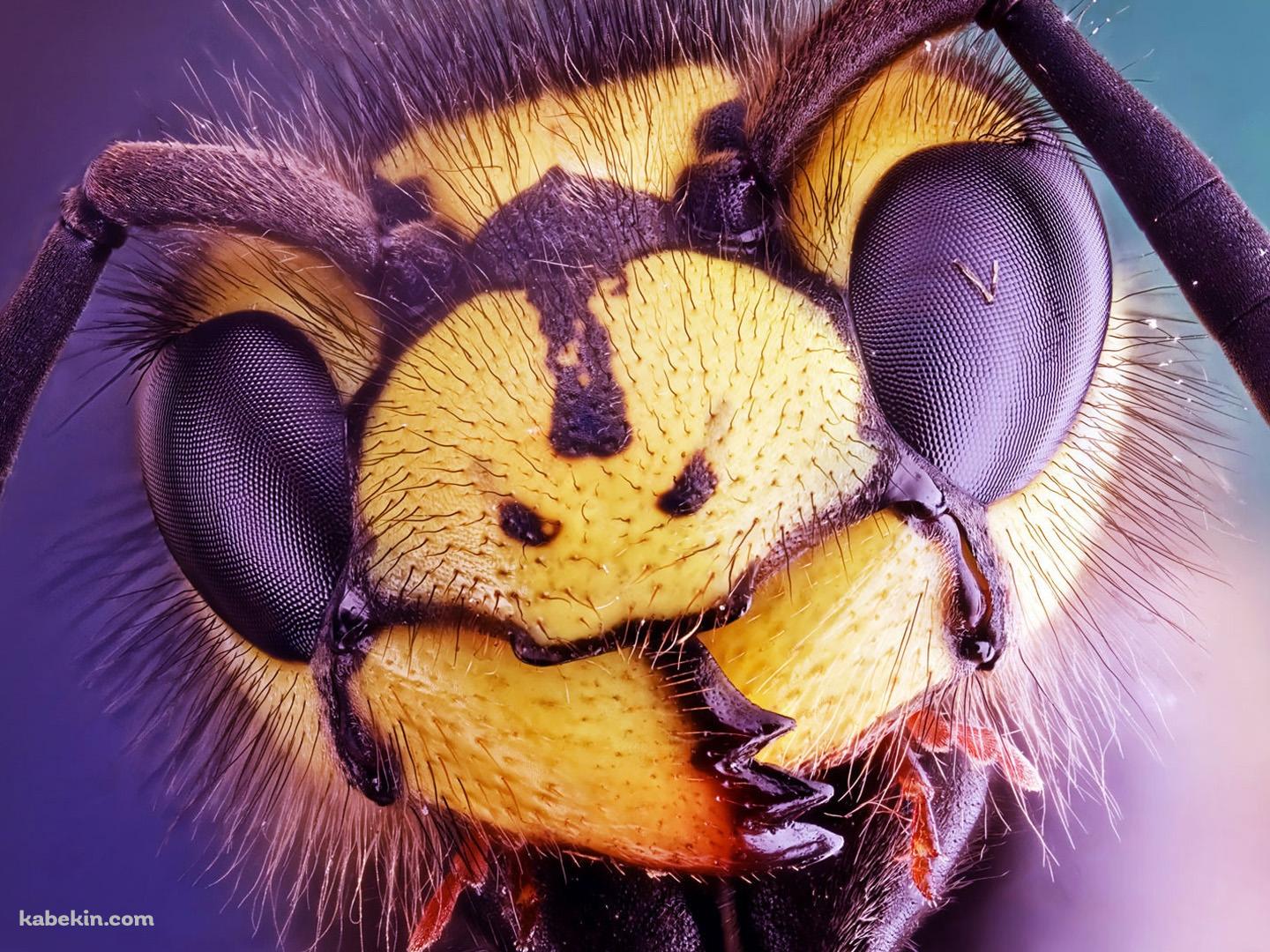スズメバチの顔のアップの壁紙(1440px x 1080px) 高画質 PC・デスクトップ用