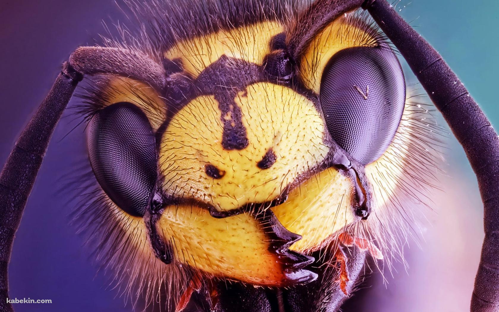 スズメバチの顔のアップの壁紙(1680px x 1050px) 高画質 PC・デスクトップ用