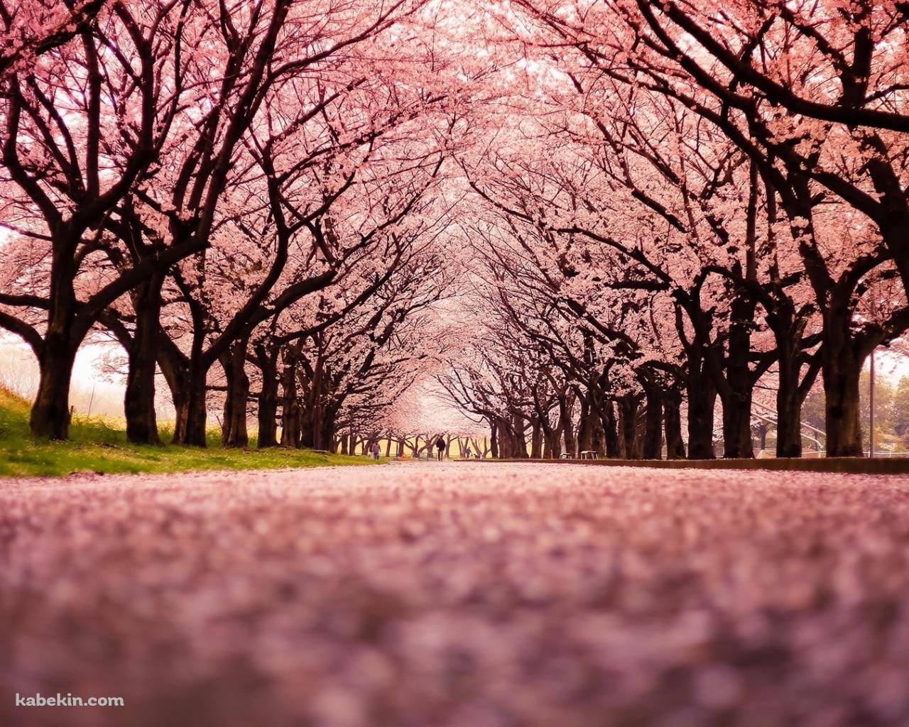 綺麗な桜の並木道 絨毯の壁紙(1280px x 1024px) 高画質 PC・デスクトップ用