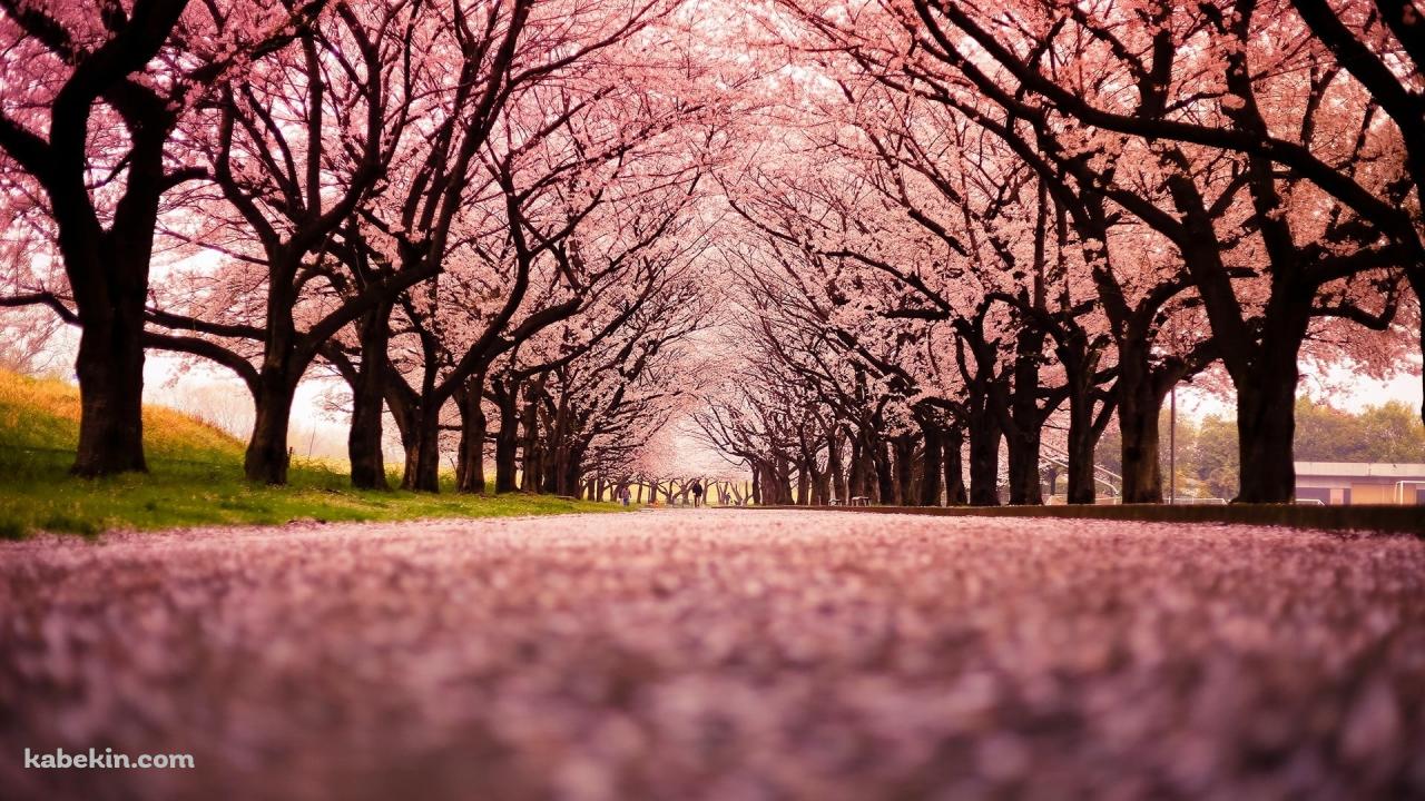 綺麗な桜の並木道 絨毯の壁紙(1280px x 720px) 高画質 PC・デスクトップ用