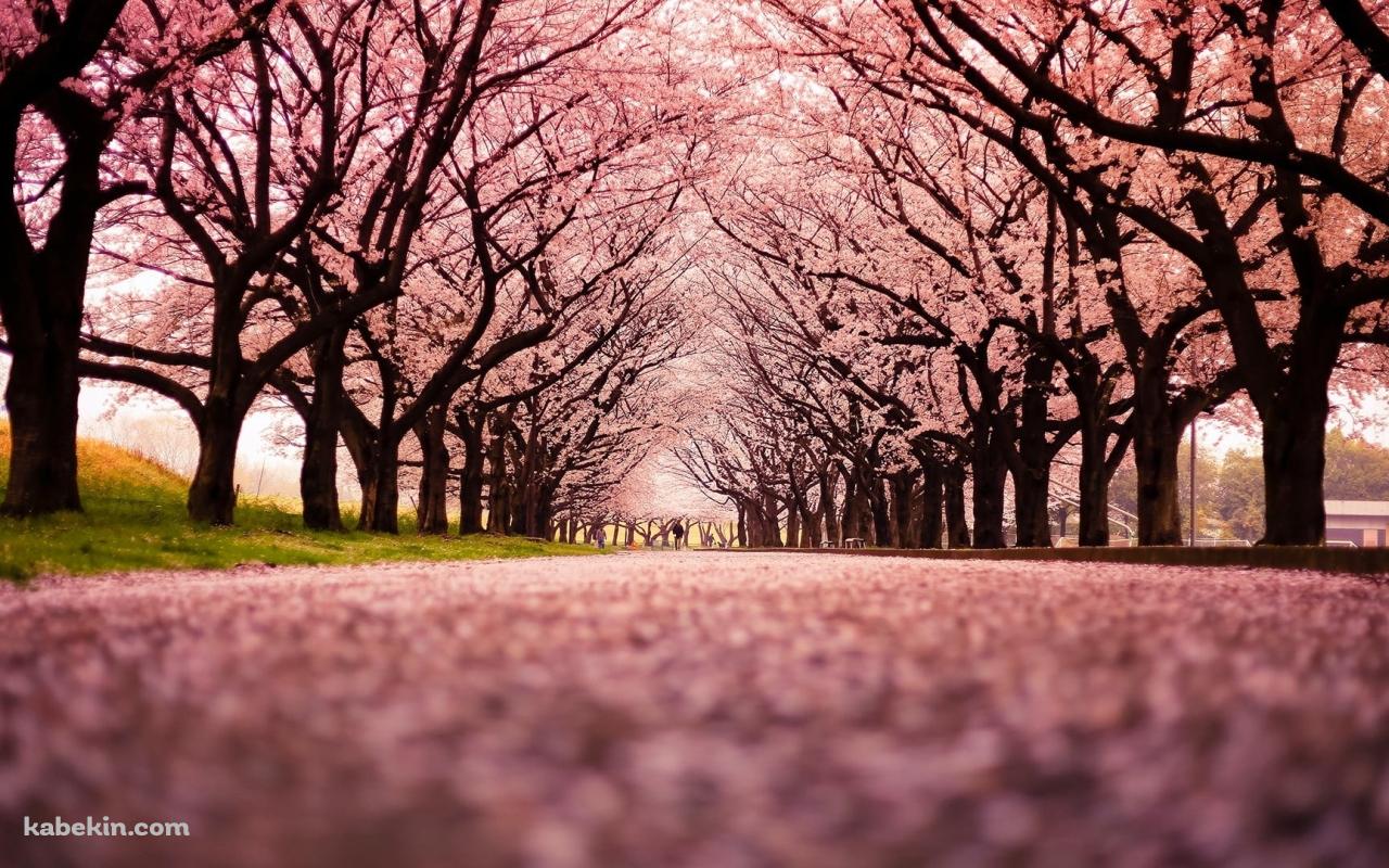 綺麗な桜の並木道 絨毯の壁紙(1280px x 800px) 高画質 PC・デスクトップ用