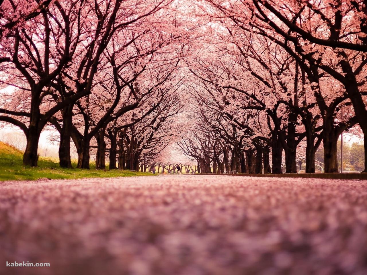 綺麗な桜の並木道 絨毯の壁紙(1280px x 960px) 高画質 PC・デスクトップ用