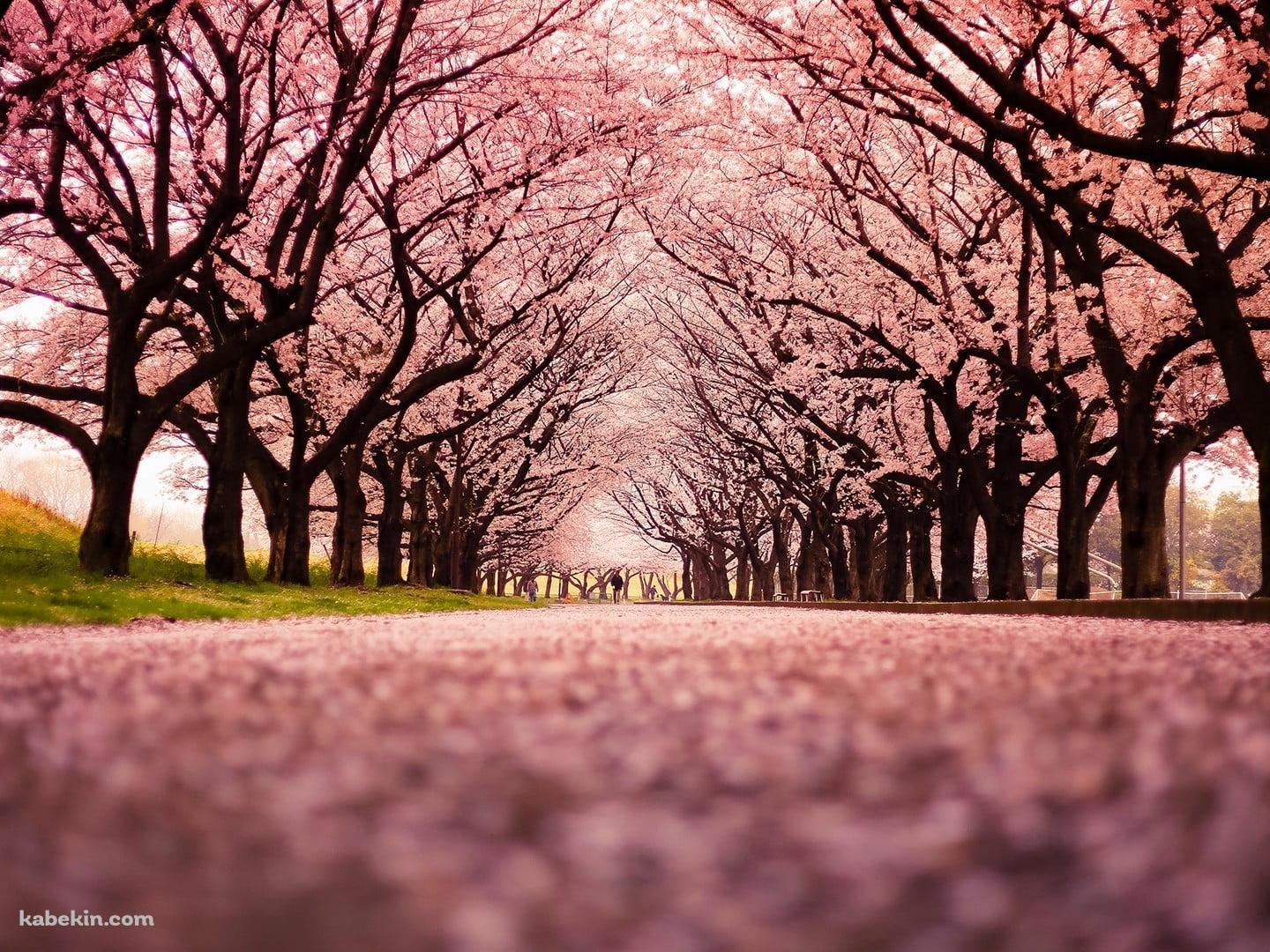 綺麗な桜の並木道 絨毯の壁紙(1440px x 1080px) 高画質 PC・デスクトップ用