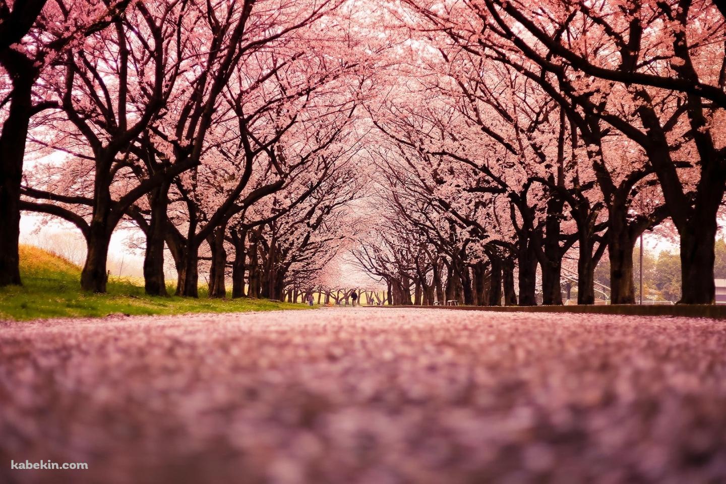 綺麗な桜の並木道 絨毯の壁紙(1440px x 960px) 高画質 PC・デスクトップ用