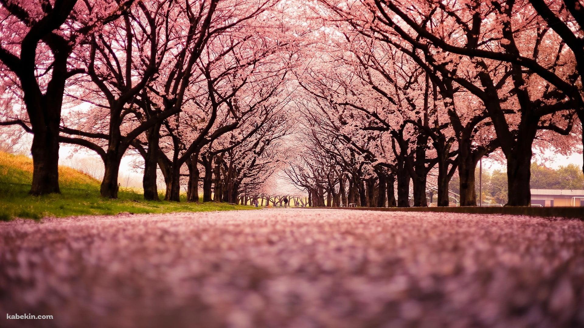 綺麗な桜の並木道 絨毯の壁紙(1920px x 1080px) 高画質 PC・デスクトップ用