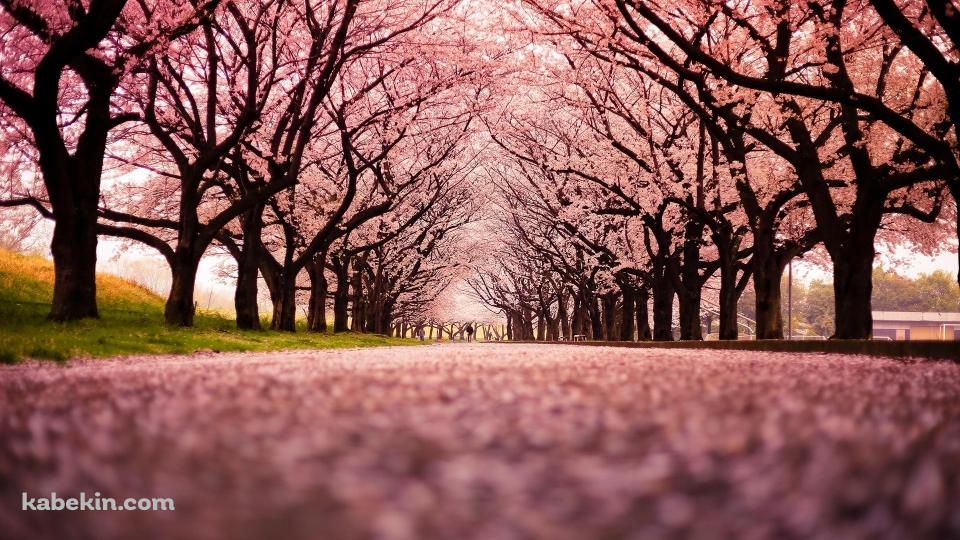 綺麗な桜の並木道 絨毯の壁紙(960px x 540px) 高画質 PC・デスクトップ用