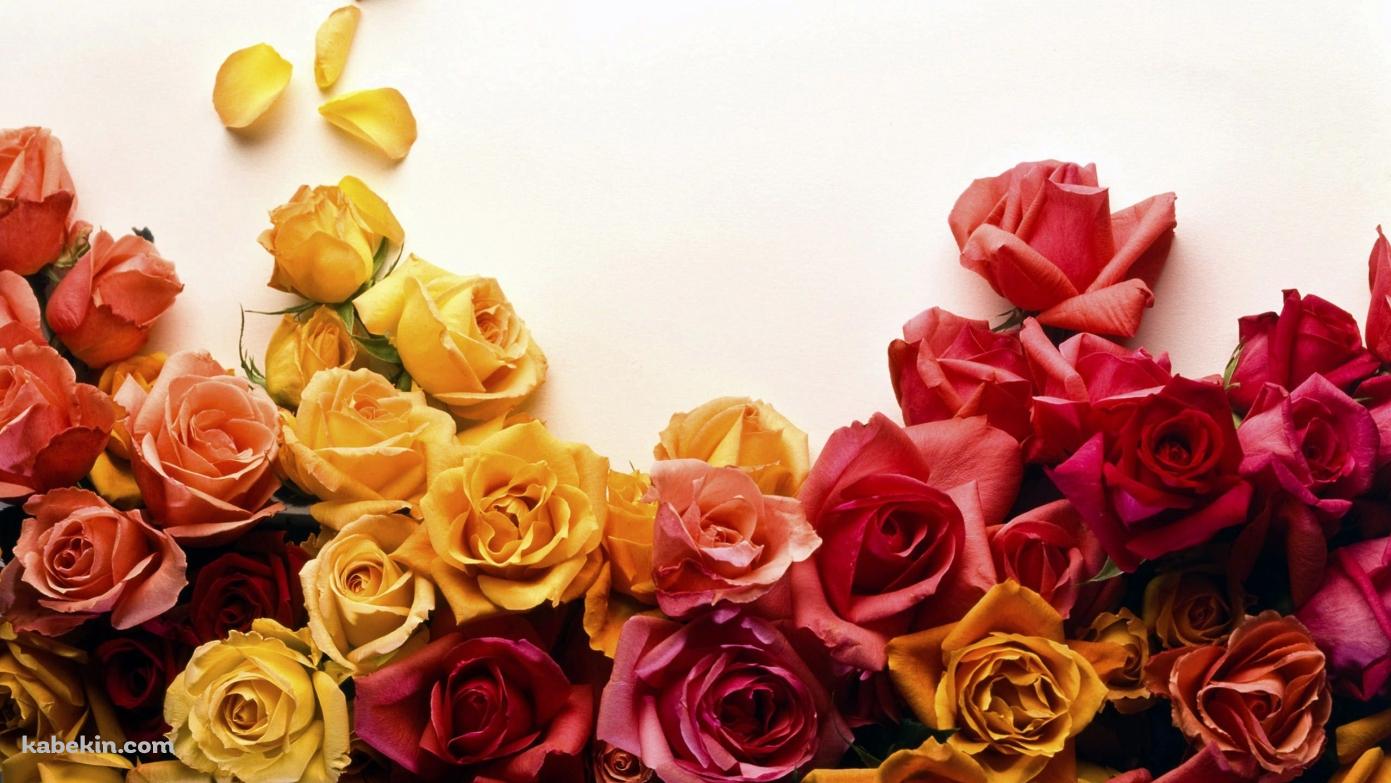 カラフルな薔薇の壁紙(1391px x 783px) 高画質 PC・デスクトップ用