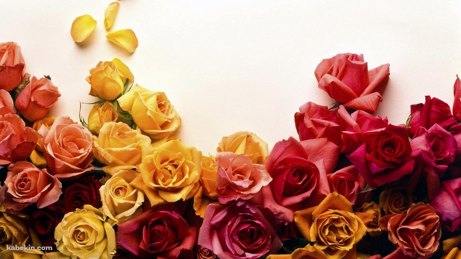 カラフルな薔薇の壁紙(1536px x 864px) 高画質 PC・デスクトップ用
