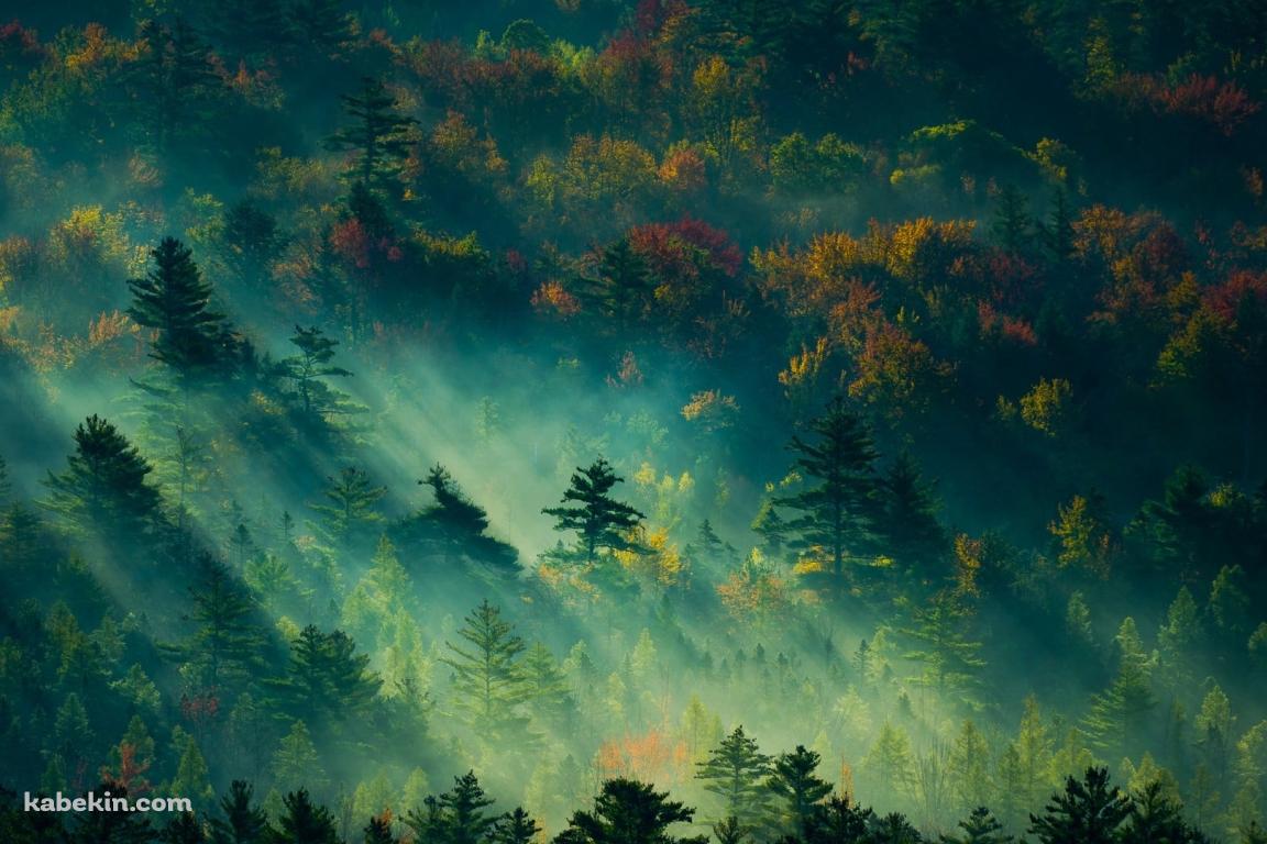 光射す緑の森の壁紙(1152px x 768px) 高画質 PC・デスクトップ用