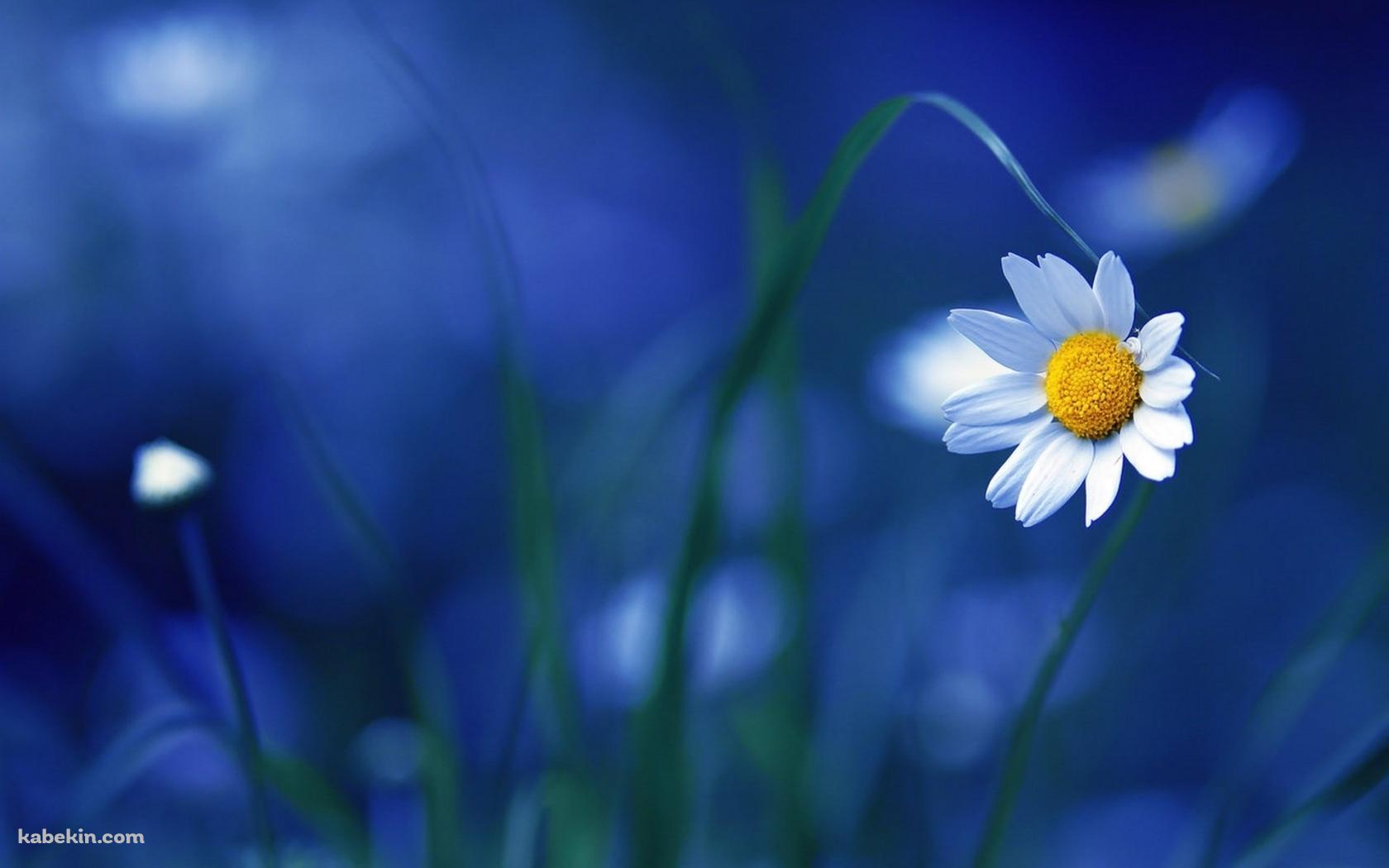 カモミールの白い花の壁紙(1680px x 1050px) 高画質 PC・デスクトップ用