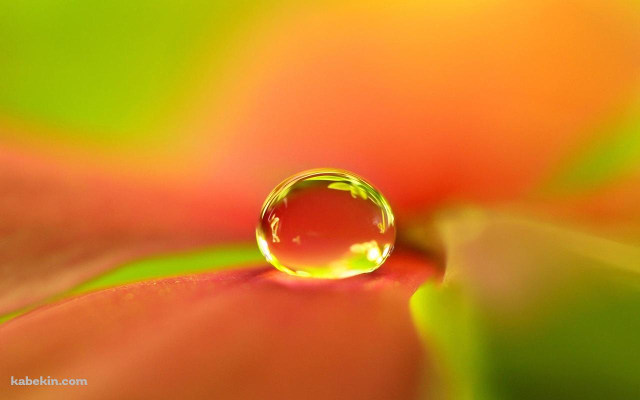 オレンジの水滴の壁紙(1280px x 800px) 高画質 PC・デスクトップ用