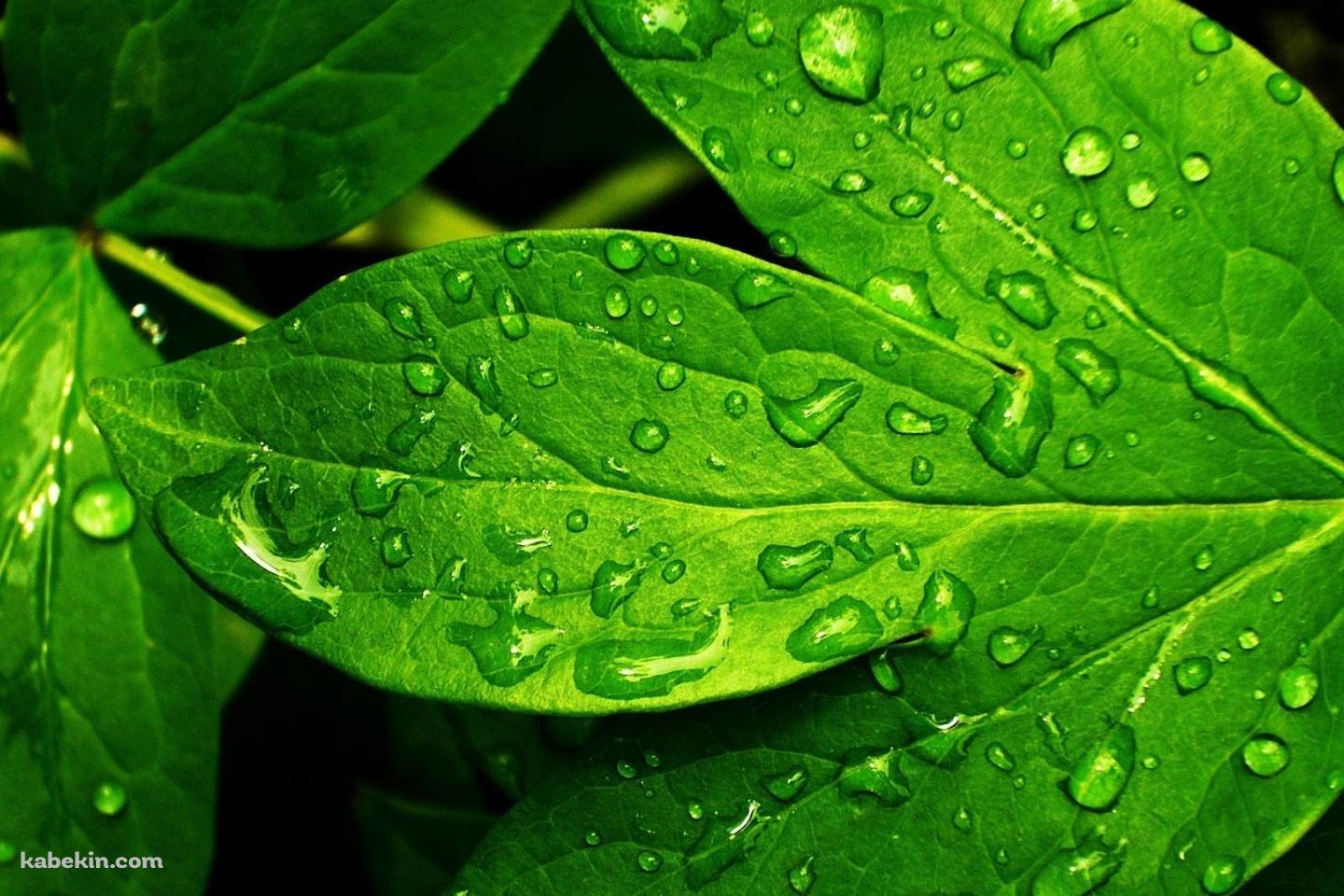 雨露のついた綺麗な緑の葉の壁紙(1440px x 960px) 高画質 PC・デスクトップ用