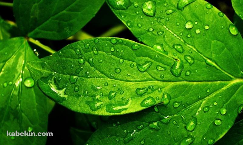 雨露のついた綺麗な緑の葉の壁紙(800px x 480px) 高画質 PC・デスクトップ用
