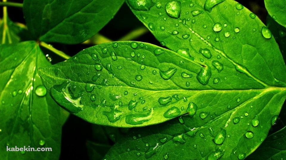 雨露のついた綺麗な緑の葉の壁紙(960px x 540px) 高画質 PC・デスクトップ用
