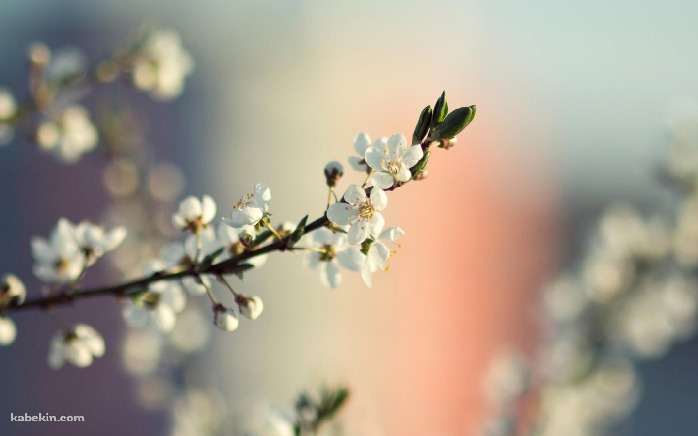 白い花 White Flowerの壁紙(1440px x 900px) 高画質 PC・デスクトップ用