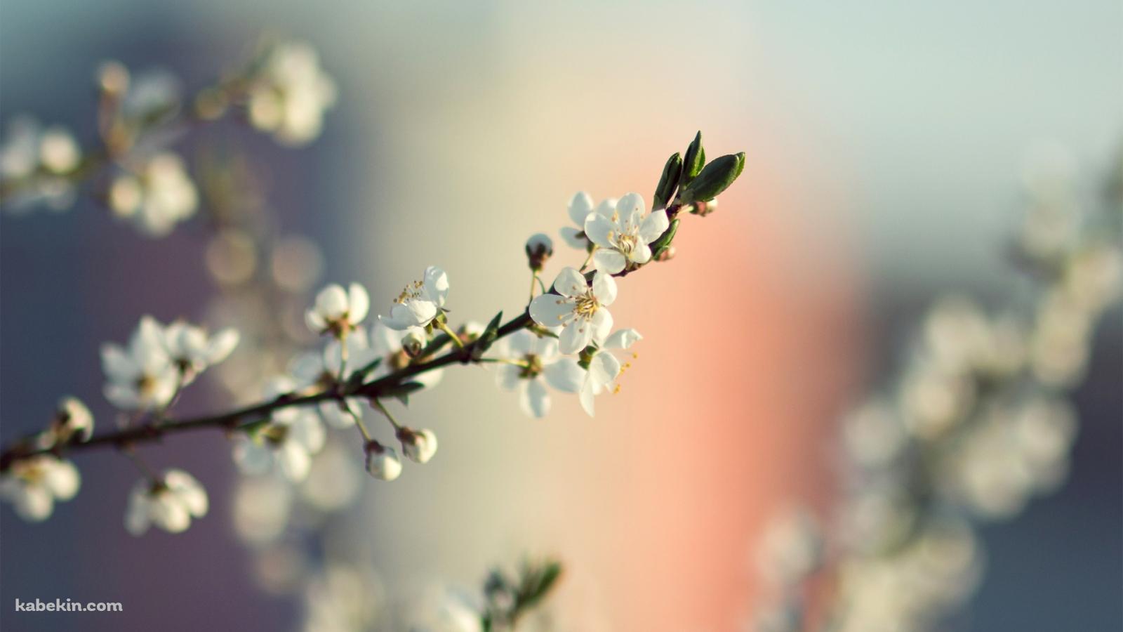 白い花 White Flowerの壁紙(1600px x 900px) 高画質 PC・デスクトップ用
