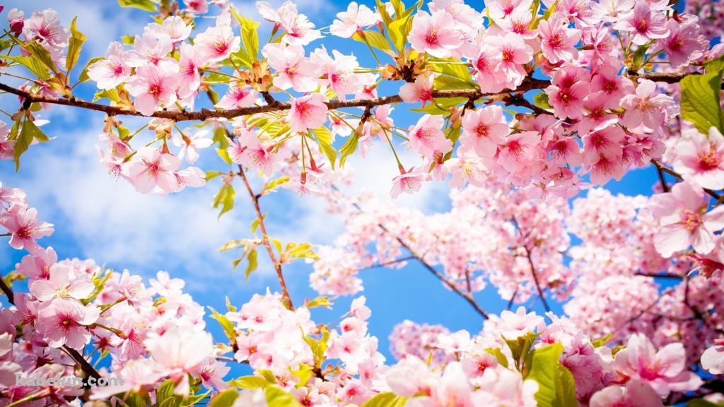 満開の桜の壁紙(1024px x 576px) 高画質 PC・デスクトップ用