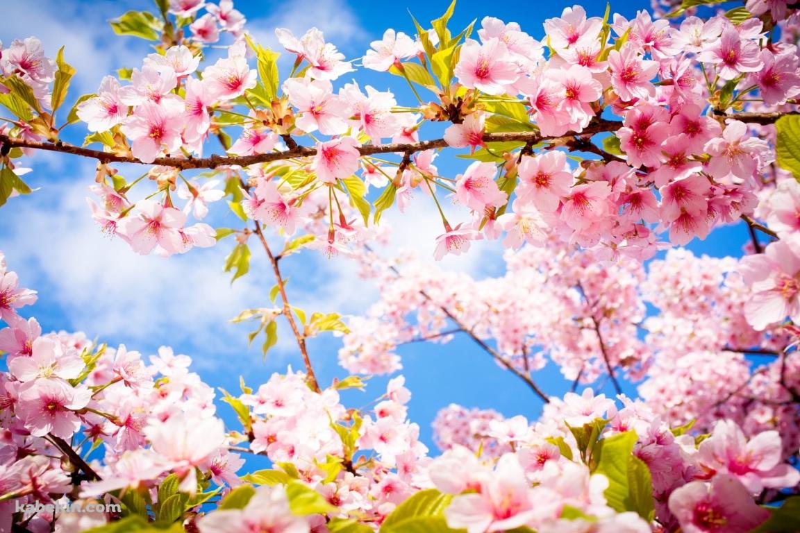 満開の桜の壁紙(1152px x 768px) 高画質 PC・デスクトップ用