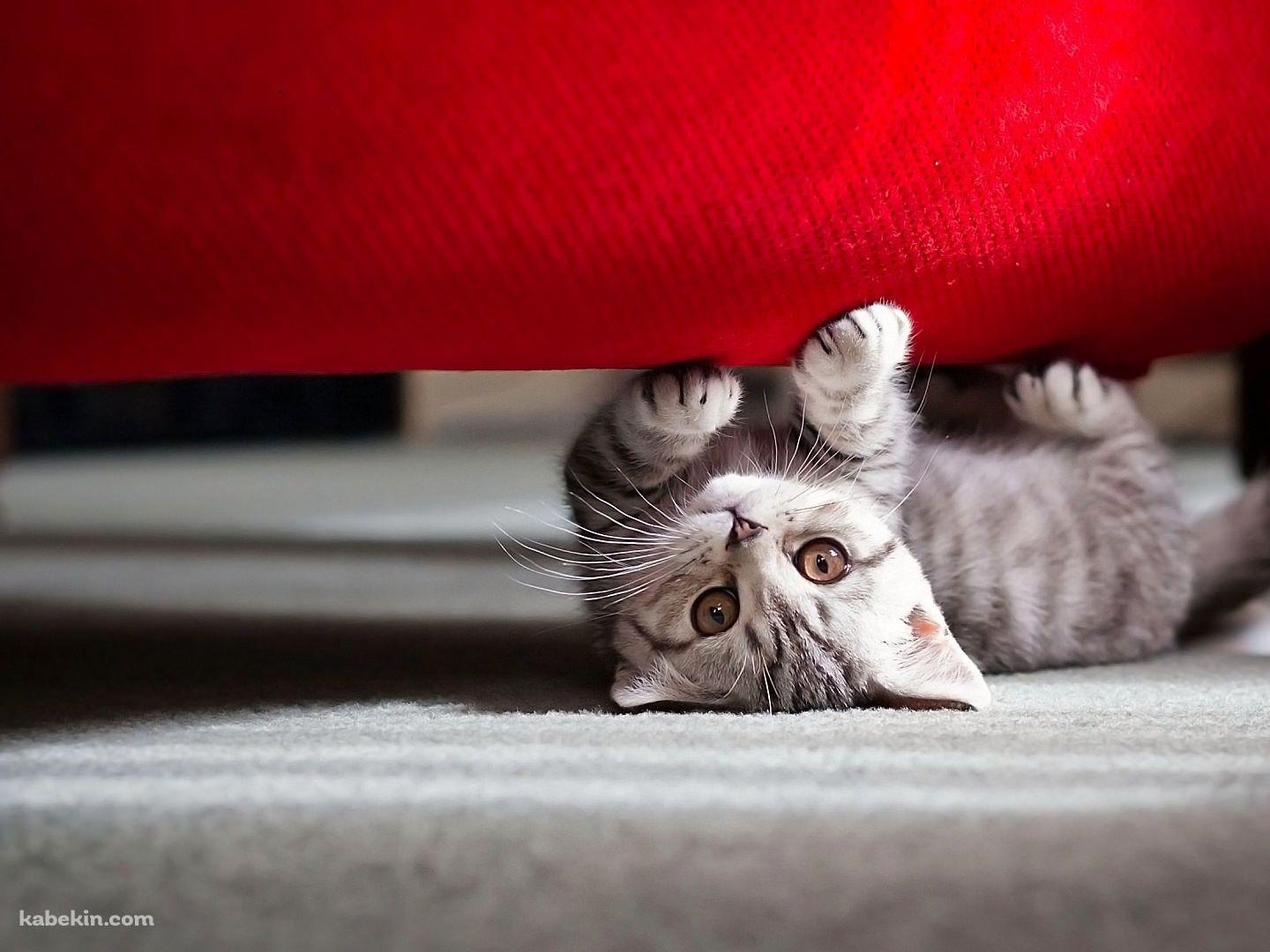 椅子の下の猫の壁紙(1440px x 1080px) 高画質 PC・デスクトップ用