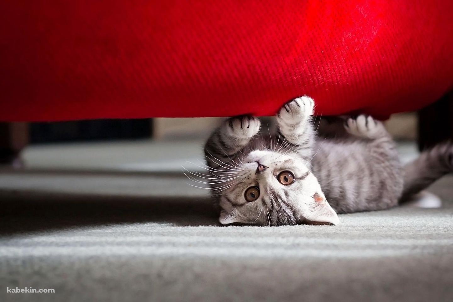 椅子の下の猫の壁紙(1440px x 960px) 高画質 PC・デスクトップ用