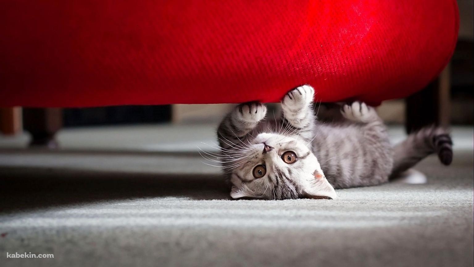 椅子の下の猫の壁紙(1536px x 864px) 高画質 PC・デスクトップ用