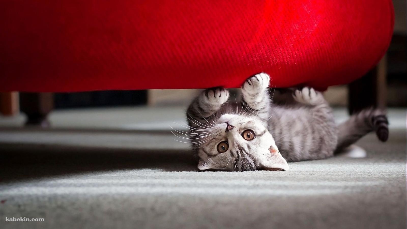 椅子の下の猫の壁紙(1600px x 900px) 高画質 PC・デスクトップ用
