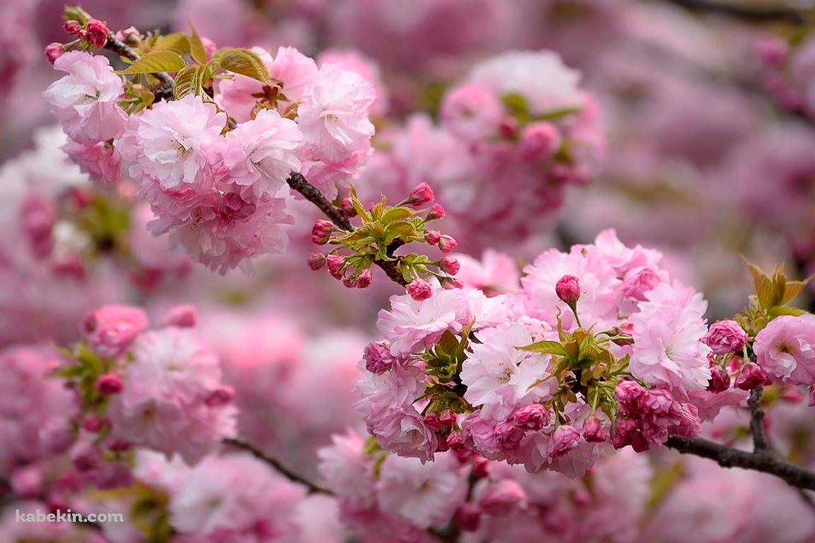 ピンクの桜 クローズアップの壁紙(1152px x 768px) 高画質 PC・デスクトップ用