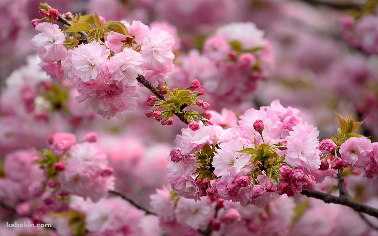 ピンクの桜 クローズアップの壁紙(1280px x 800px) 高画質 PC・デスクトップ用