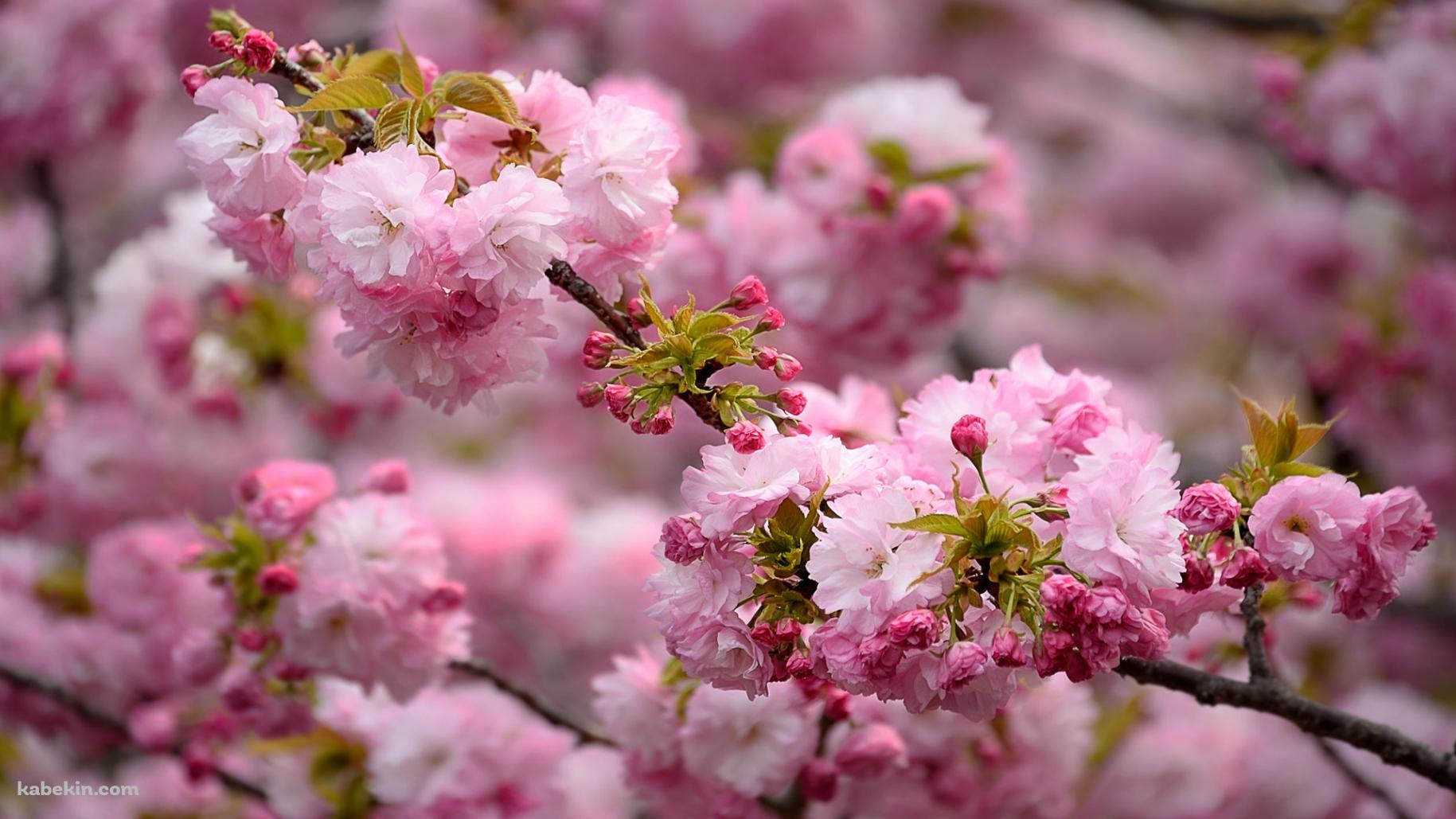ピンクの桜 クローズアップの壁紙(1829px x 1029px) 高画質 PC・デスクトップ用