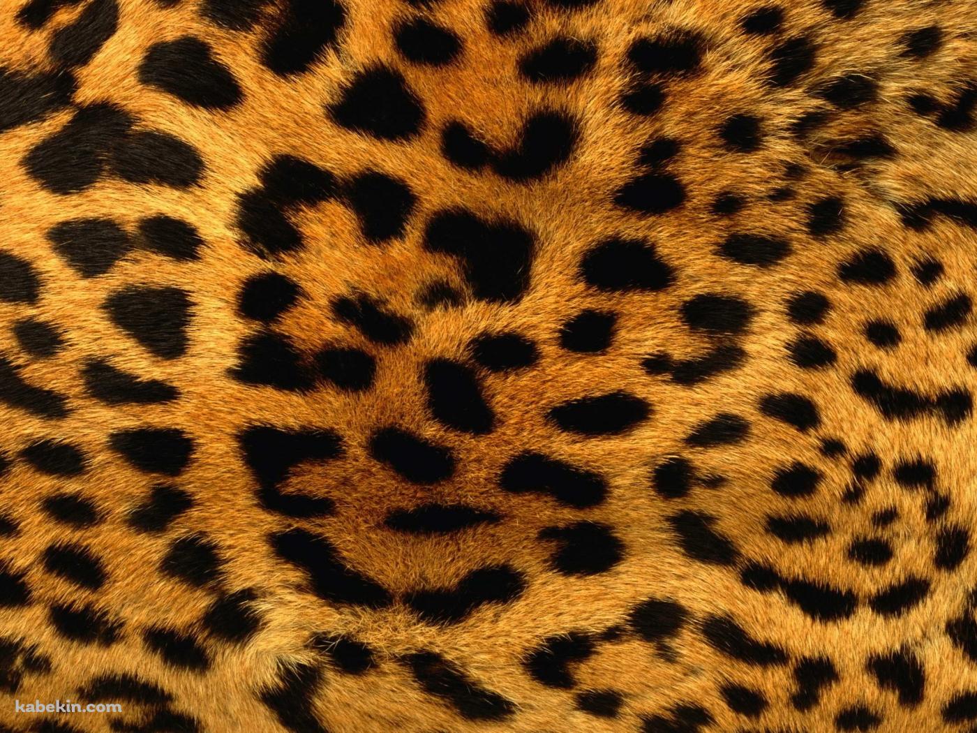豹柄の壁紙(1400px x 1050px) 高画質 PC・デスクトップ用