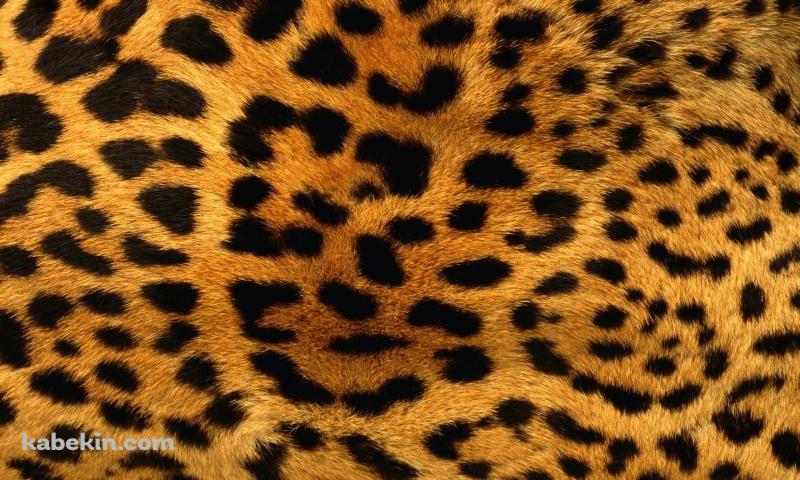 豹柄の壁紙(800px x 480px) 高画質 PC・デスクトップ用