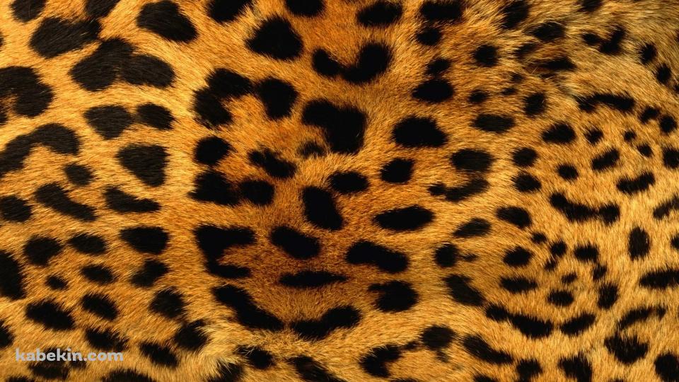 豹柄の壁紙(960px x 540px) 高画質 PC・デスクトップ用