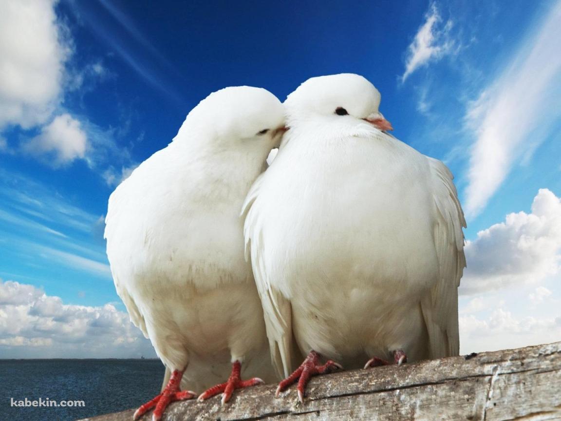2羽の白い鳩の壁紙(1152px x 864px) 高画質 PC・デスクトップ用