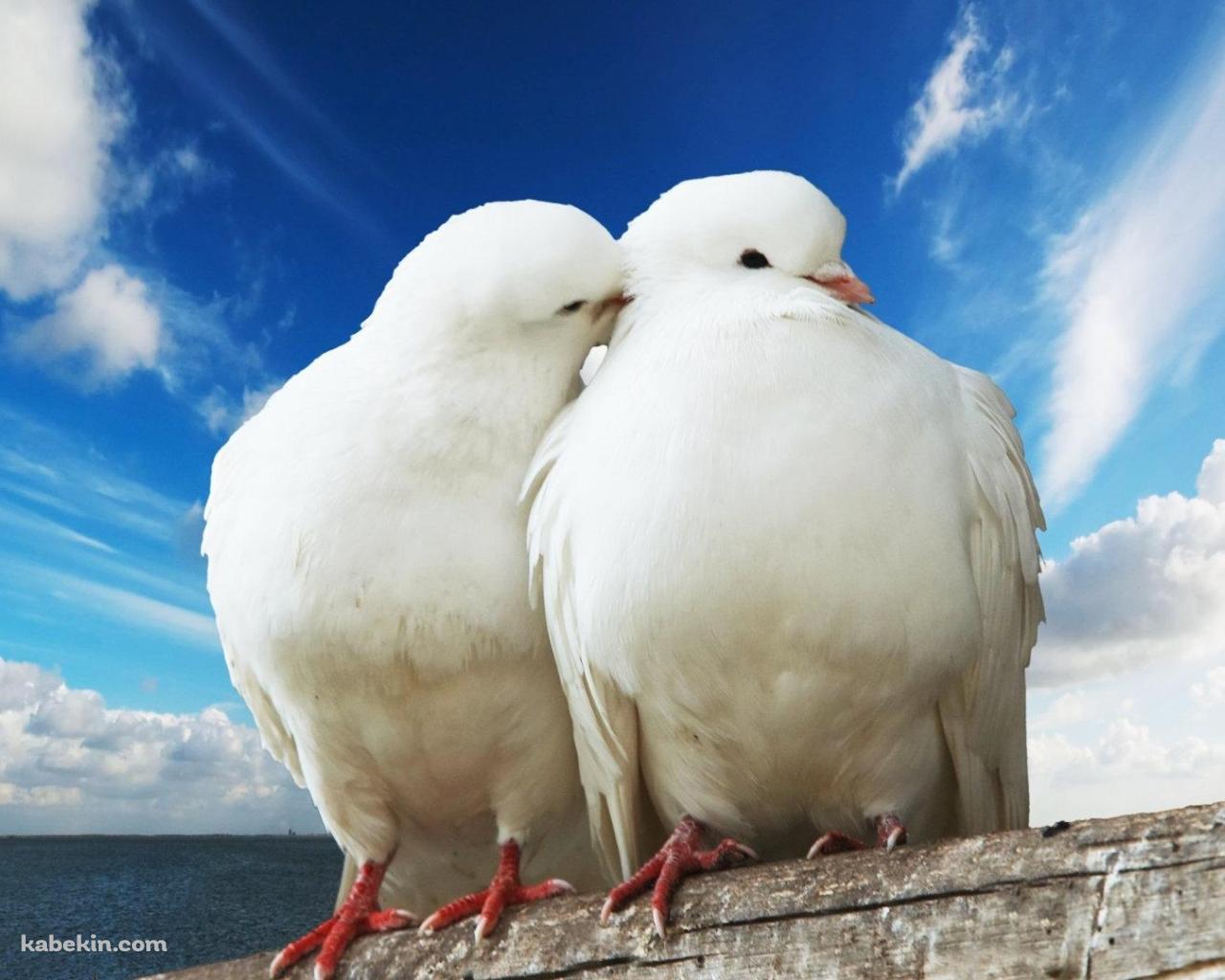 2羽の白い鳩の壁紙(1280px x 1024px) 高画質 PC・デスクトップ用